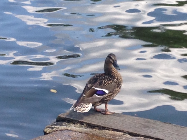 A duck