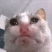 sad-cat-sad.gif