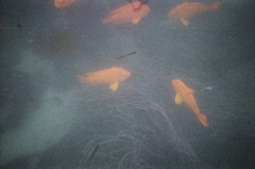 California state fish: Garibaldi.
