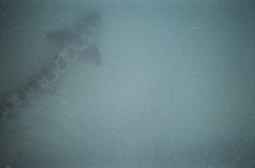 Leopard Shark 4 foot long, these guys are fast!