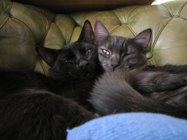 Ziko &amp; Shadow (R.I.P.)