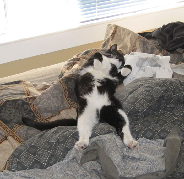 cat.jpg