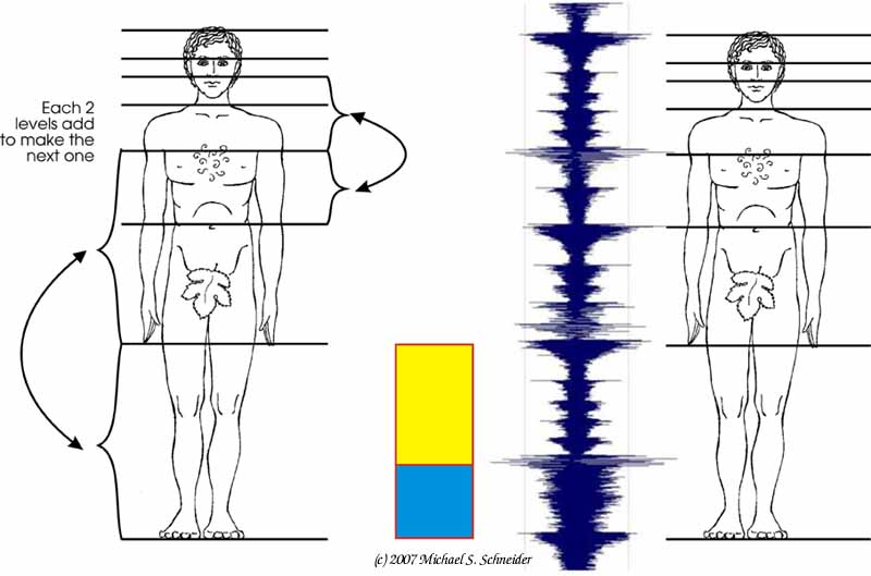The amen break mapped to the human body.jpg