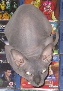 amgwtfcat.jpg