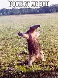 come-at-me-bro-anteater.jpeg