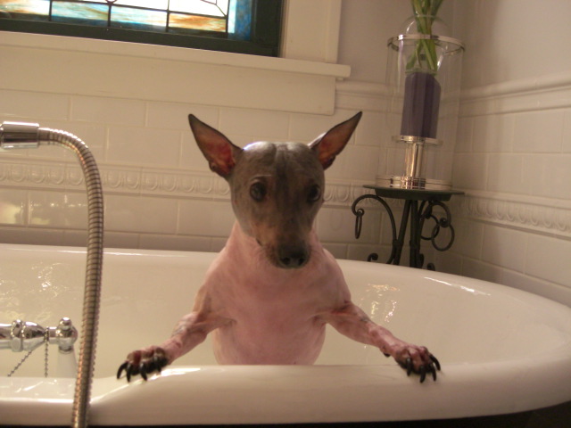 this is what one of my dads hairless dogs looks like in the bath.