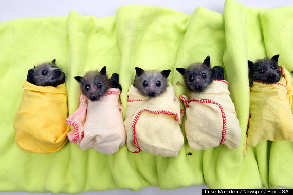 o-baby-fruit-bats-570.jpg