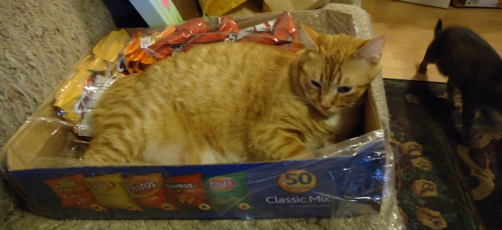 Tom Chip Cat.jpg